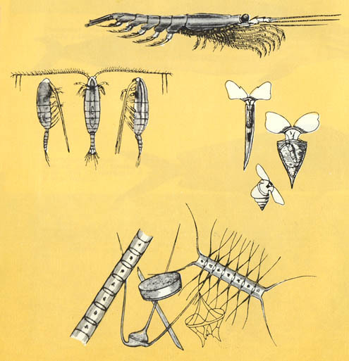 Кит - doc2fb_image_02000013.jpg