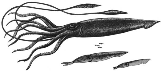 Кит - doc2fb_image_0200001C.jpg