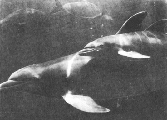 Кит - doc2fb_image_02000022.jpg