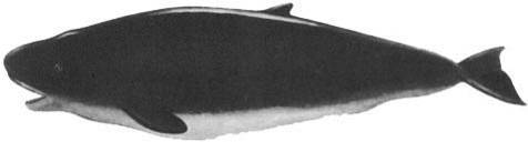 Кит - doc2fb_image_02000023.jpg