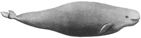 Кит - doc2fb_image_02000027.jpg