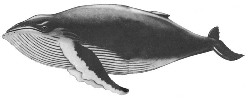 Кит - doc2fb_image_02000035.jpg