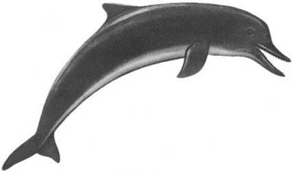 Кит - doc2fb_image_02000036.jpg