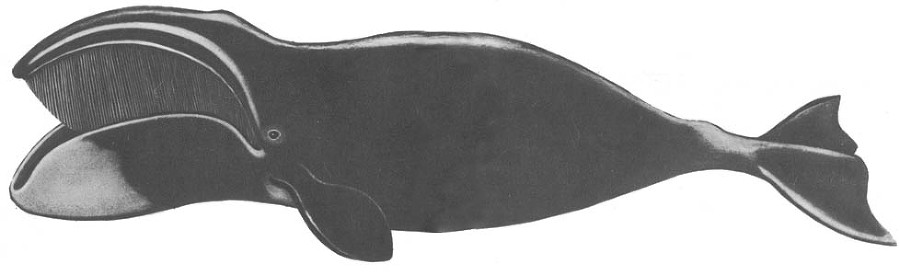 Кит - doc2fb_image_0200003D.jpg