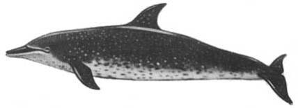 Кит - doc2fb_image_02000045.jpg