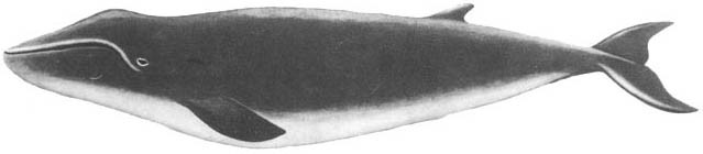 Кит - doc2fb_image_02000046.jpg