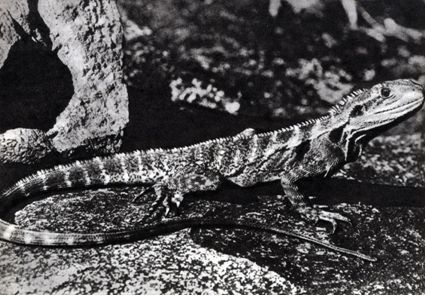 Австралия и острова Тихого океана - _16.jpg