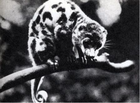 Австралия и острова Тихого океана - _160.jpg