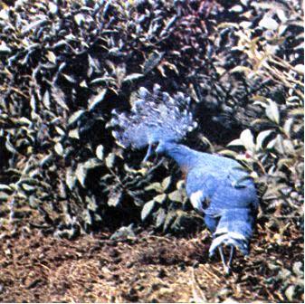 Австралия и острова Тихого океана - _162.jpg