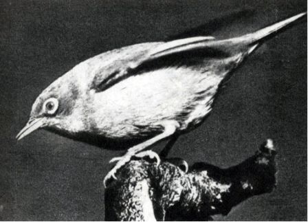 Австралия и острова Тихого океана - _175.jpg