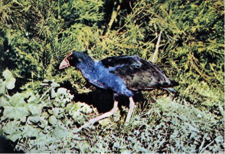 Австралия и острова Тихого океана - _177.jpg