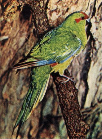 Австралия и острова Тихого океана - _178.jpg