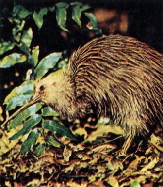 Австралия и острова Тихого океана - _179.jpg