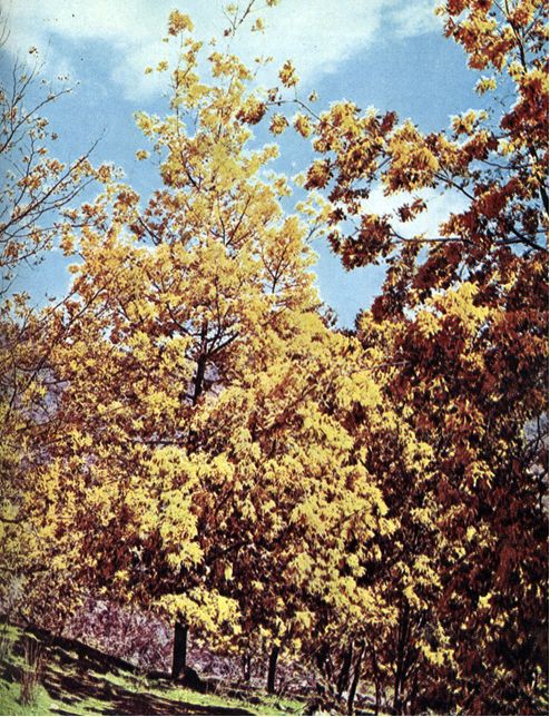 Австралия и острова Тихого океана - _18.jpg