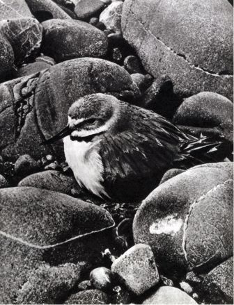 Австралия и острова Тихого океана - _187.jpg