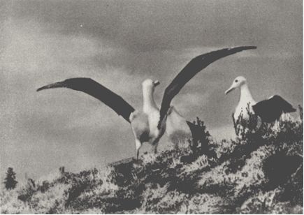 Австралия и острова Тихого океана - _188.jpg