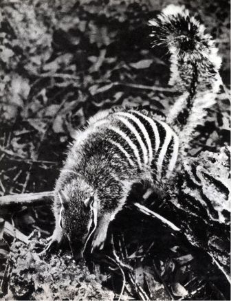 Австралия и острова Тихого океана - _25.jpg