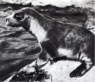 Австралия и острова Тихого океана - _45.jpg