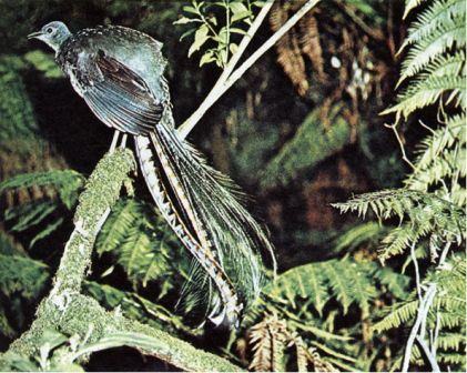 Австралия и острова Тихого океана - _46.jpg