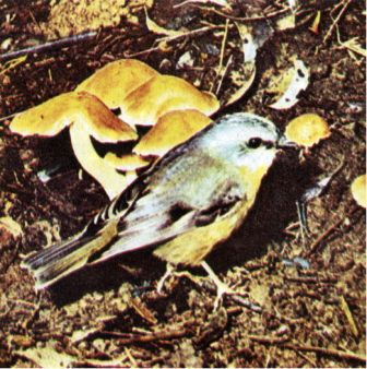 Австралия и острова Тихого океана - _48.jpg