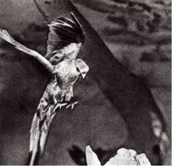 Австралия и острова Тихого океана - _60.jpg