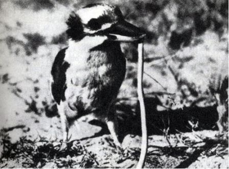 Австралия и острова Тихого океана - _105.jpg