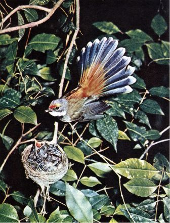 Австралия и острова Тихого океана - _11.jpg