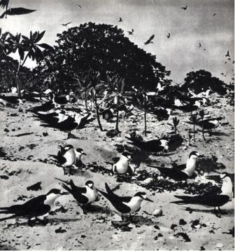 Австралия и острова Тихого океана - _153.jpg