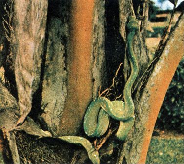 Австралия и острова Тихого океана - _165.jpg