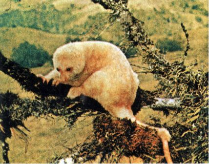 Австралия и острова Тихого океана - _168.jpg