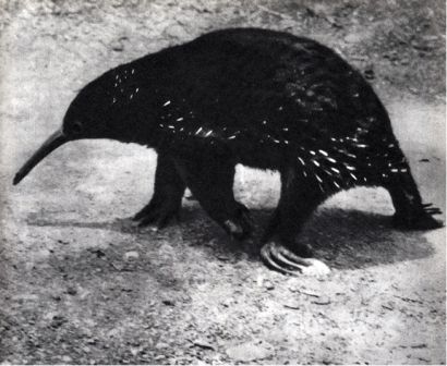 Австралия и острова Тихого океана - _170.jpg