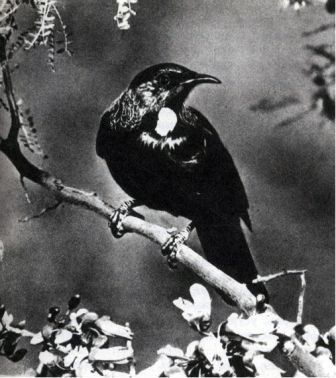 Австралия и острова Тихого океана - _181.jpg