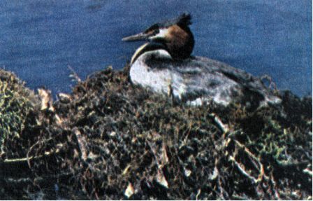 Австралия и острова Тихого океана - _186.jpg