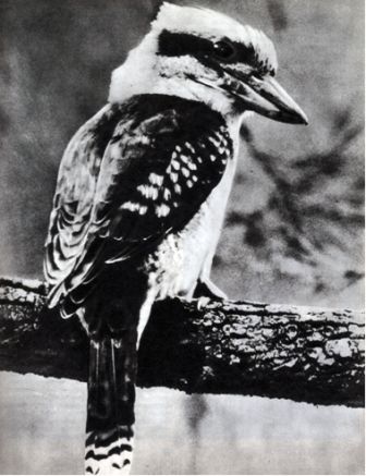 Австралия и острова Тихого океана - _19.jpg