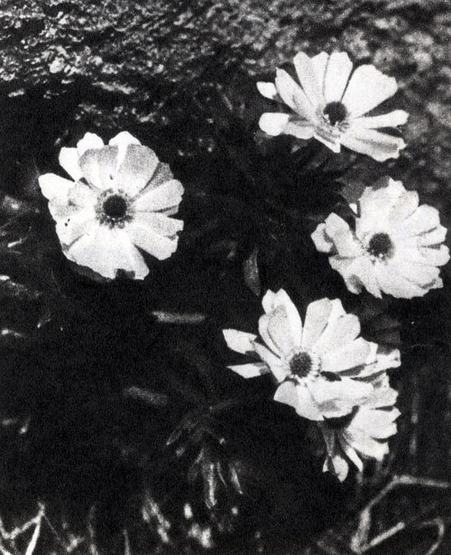 Австралия и острова Тихого океана - _20.jpg