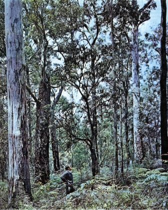 Австралия и острова Тихого океана - _28.jpg