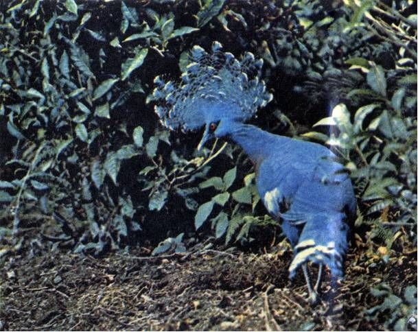 Австралия и острова Тихого океана - _4.jpg