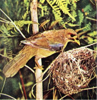 Австралия и острова Тихого океана - _47.jpg