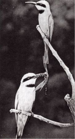 Австралия и острова Тихого океана - _61.jpg