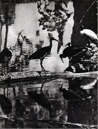 Австралия и острова Тихого океана - _62.jpg