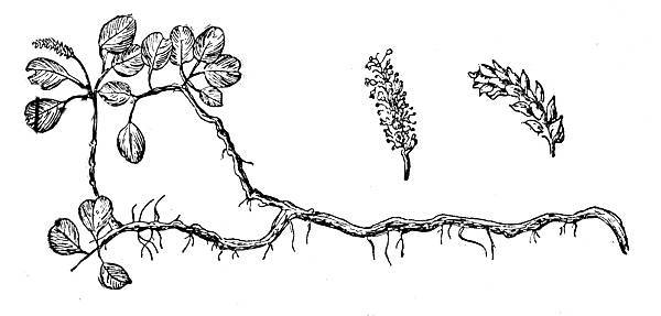 По тундрам, лесам, степям и пустыням - _10.jpg