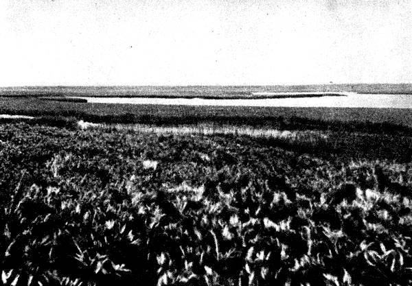 По тундрам, лесам, степям и пустыням - _6.jpg