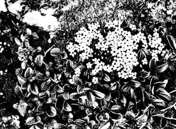 По тундрам, лесам, степям и пустыням - _8.jpg