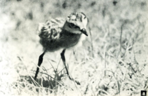 Неведомый Памир - doc2fb_image_0200000B.jpg