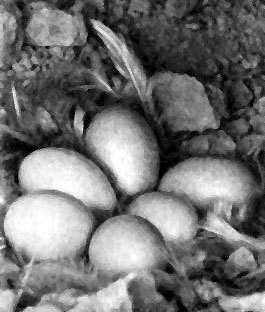 Неведомый Памир - doc2fb_image_0200001A.jpg