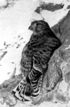 Неведомый Памир - doc2fb_image_02000027.jpg