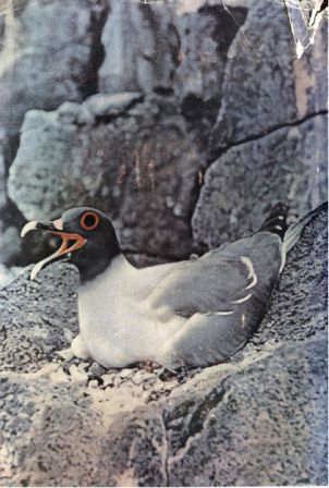 Зачарованные острова Галапагосы - doc2fb_image_02000003.jpg