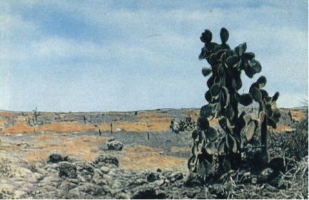 Зачарованные острова Галапагосы - doc2fb_image_02000008.jpg