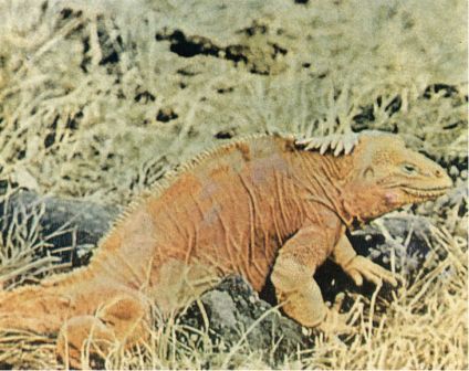 Зачарованные острова Галапагосы - doc2fb_image_02000009.jpg