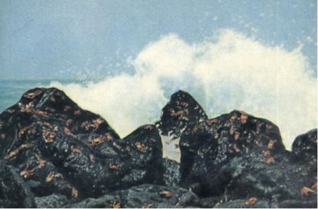 Зачарованные острова Галапагосы - doc2fb_image_0200000A.jpg